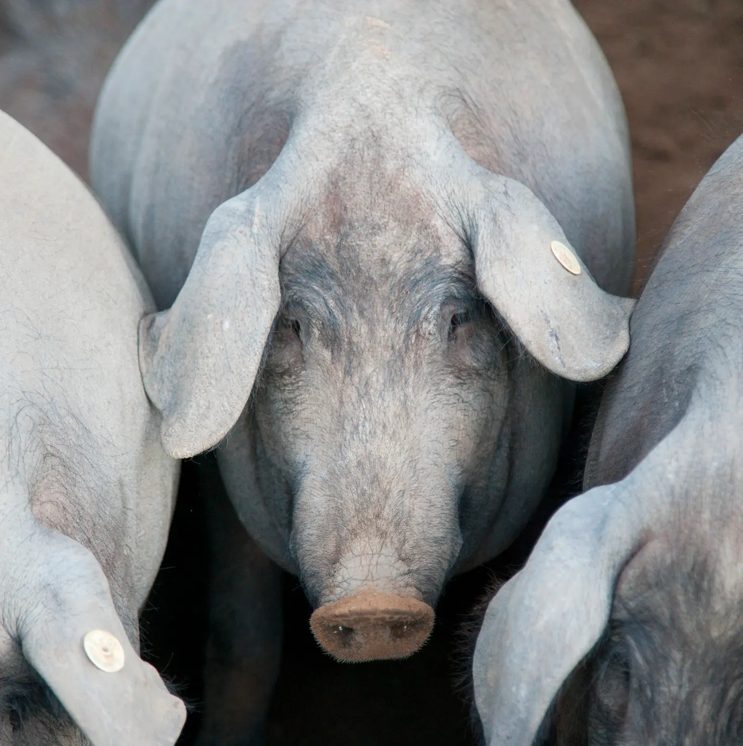 Cerdo